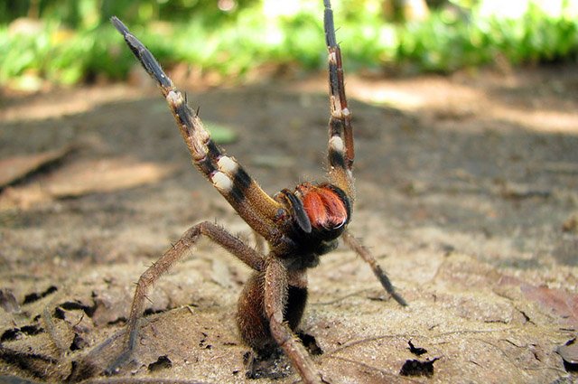 animais mortais