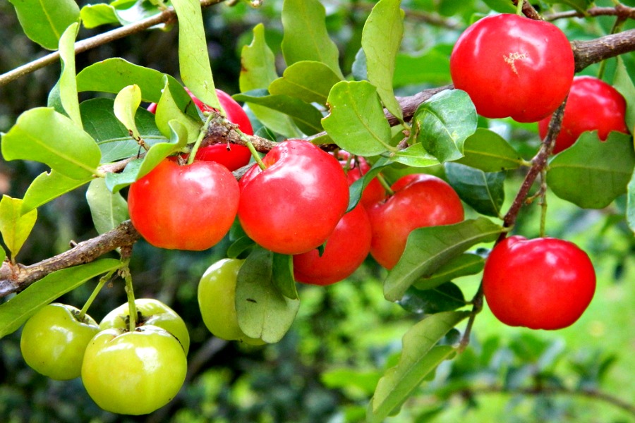 Acerola